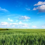 Blue Skies and Green Fields