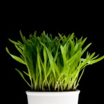 iStock_000009116595XSmall