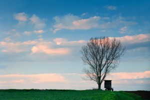 Wagon Under a Tree
